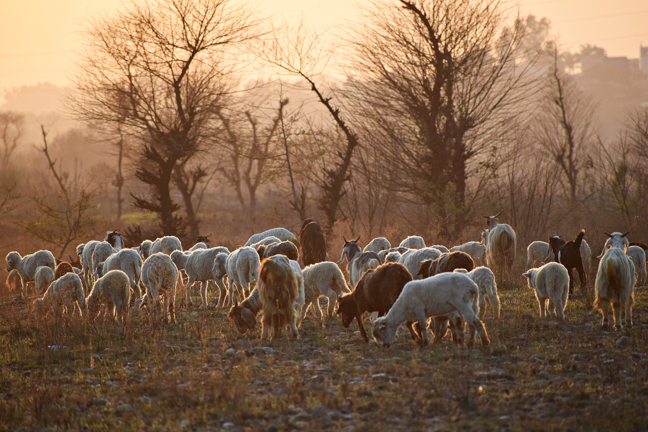 Exploring the Characteristics of the Shiloh Shepherd